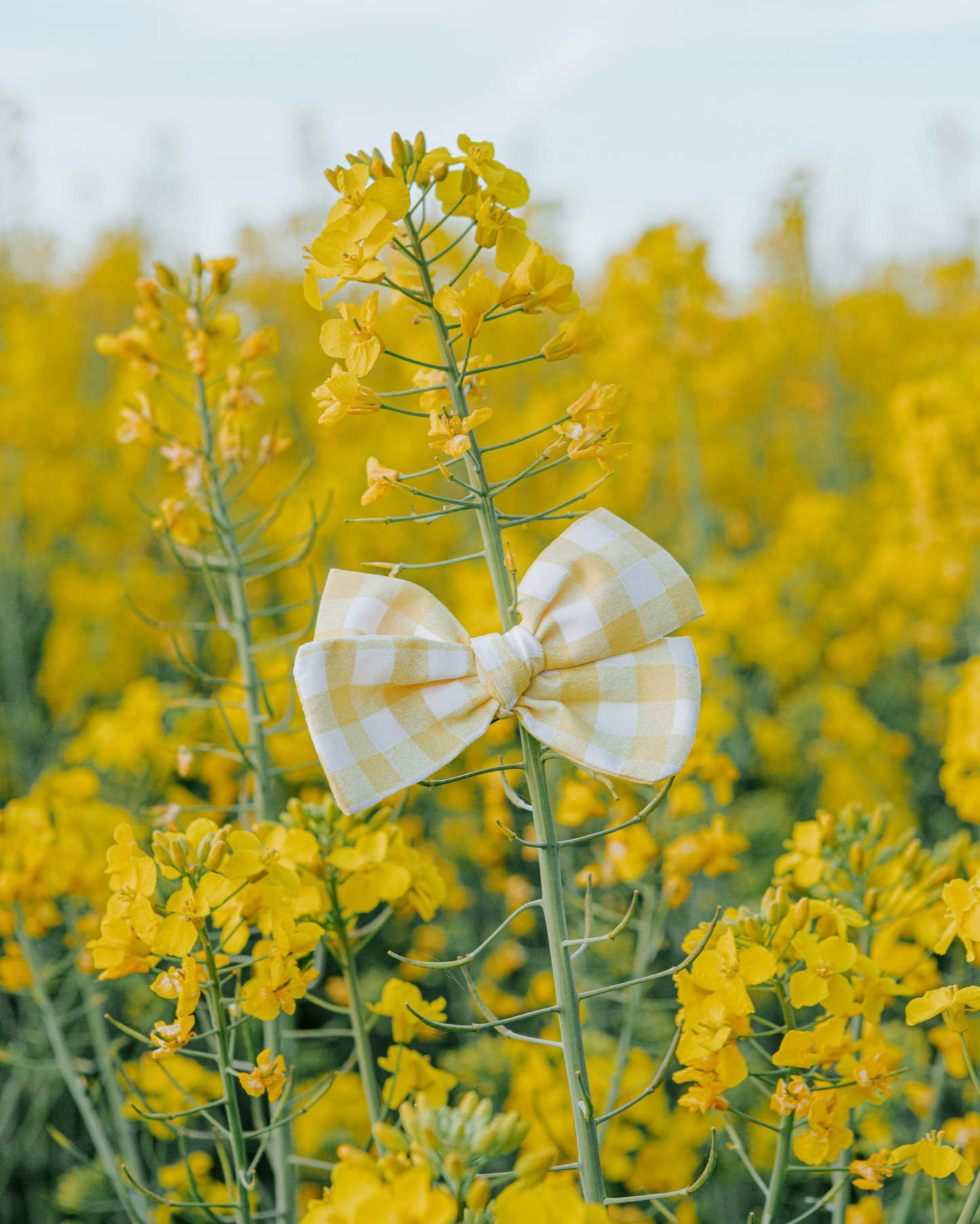 Lazo Estampado Vichy Amarillo